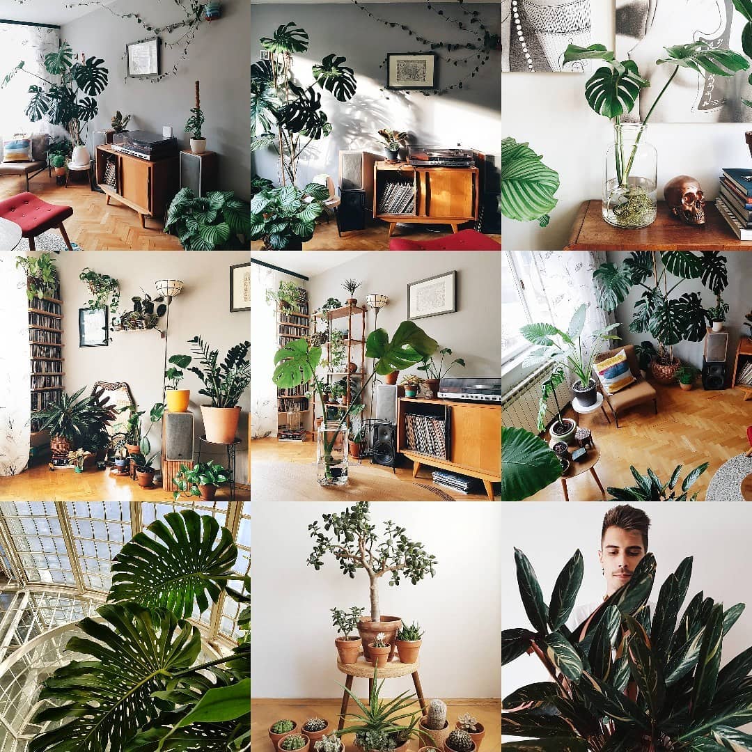 The green world of Plantismus