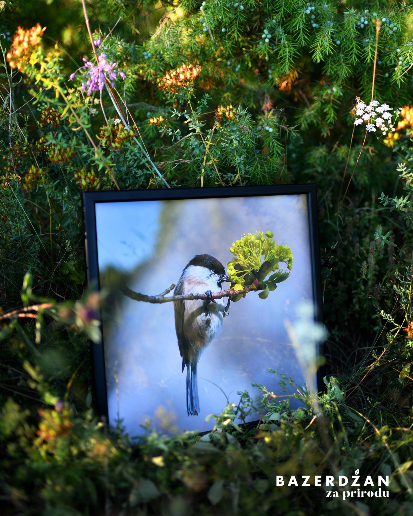 Bird "Visulja" Photograph