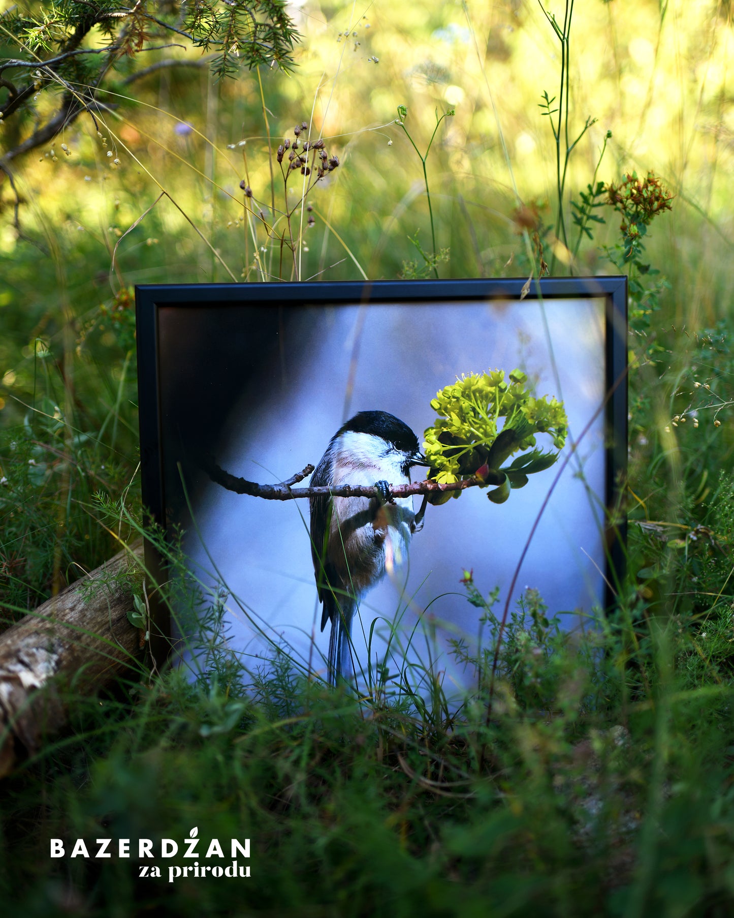 Bird "Visulja" Photograph